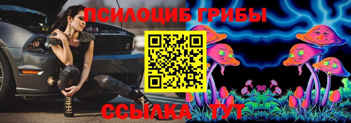 Псилоцибиновые грибы Psilocybine cubensis Асино